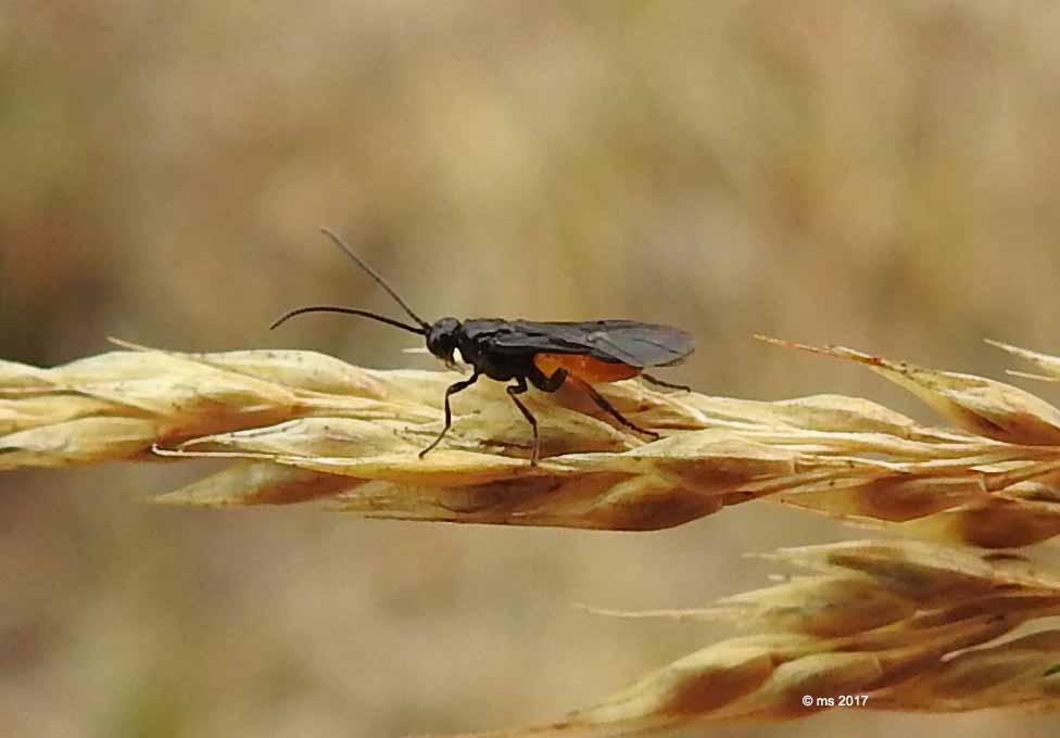 Braconidae: Bracon sp.